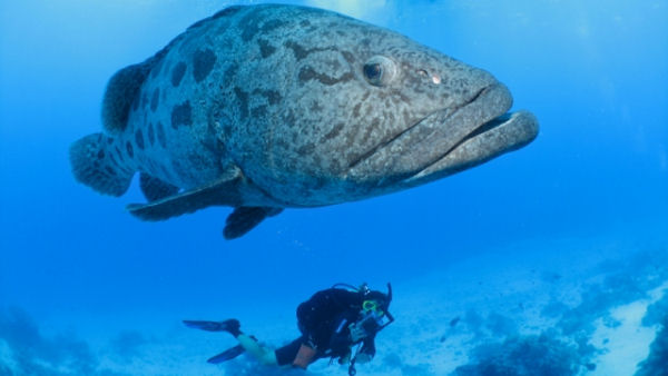 Scuba Dive Cairns Mike Ball Liveaboard Cod and Diver.